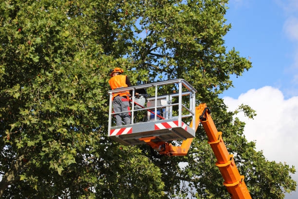 Gridley, IL Tree Service Company